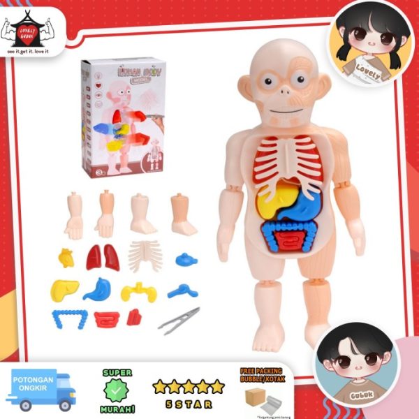 Human Body Anatomy, Mainan edukasi belajar organ anggota tubuh anak